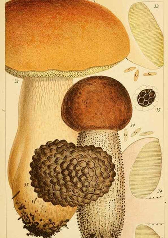 Reproducción/Reproduction 8379430061: British edible fungi :. London :K. Paul, Trench, Trbner,1891.