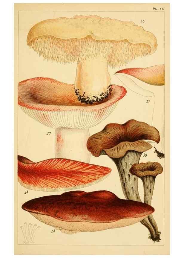 Reproducción/Reproduction 8379430529: British edible fungi :. London :K. Paul, Trench, Trbner,1891.