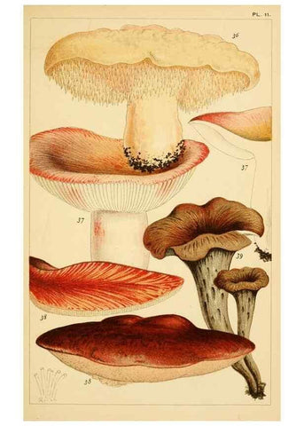 Reproducción/Reproduction 8379430529: British edible fungi :. London :K. Paul, Trench, Trbner,1891.
