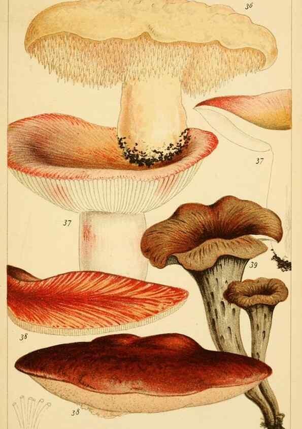 Reproducción/Reproduction 8379430529: British edible fungi :. London :K. Paul, Trench, Trbner,1891.