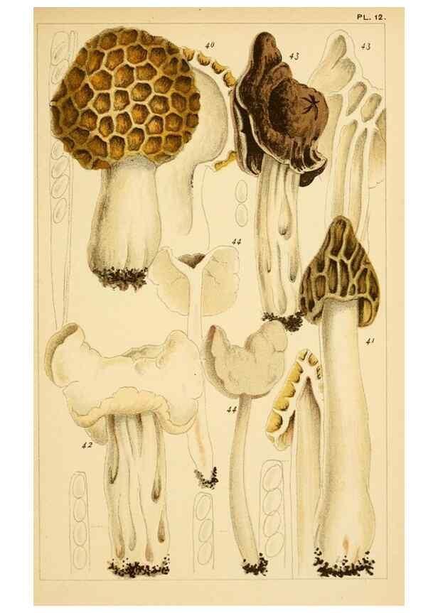 Reproducción/Reproduction 8380510782: British edible fungi :. London :K. Paul, Trench, Trbner,1891.