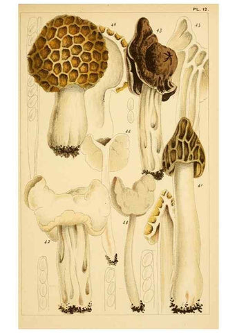 Reproducción/Reproduction 8380510782: British edible fungi :. London :K. Paul, Trench, Trbner,1891.