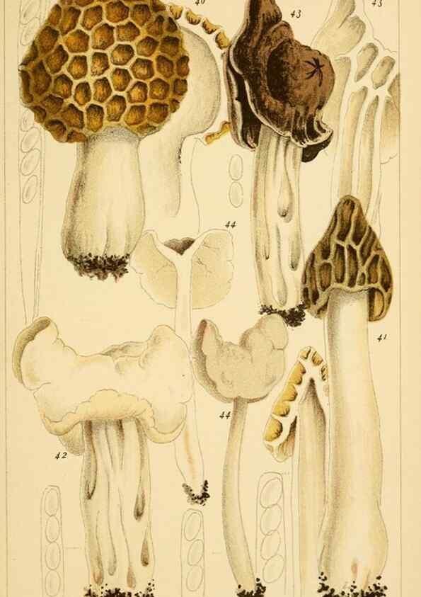 Reproducción/Reproduction 8380510782: British edible fungi :. London :K. Paul, Trench, Trbner,1891.