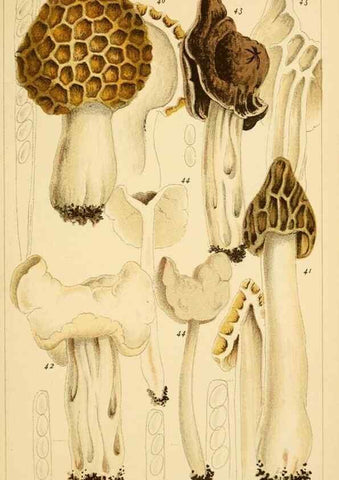 Reproducción/Reproduction 8380510782: British edible fungi :. London :K. Paul, Trench, Trbner,1891.