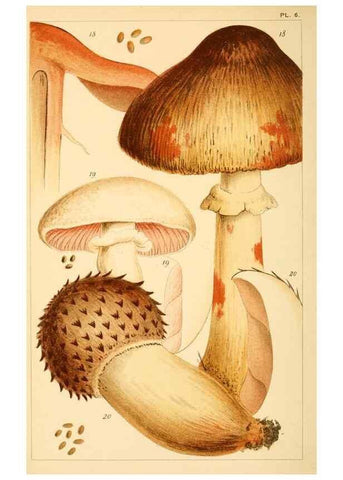 Reproducción/Reproduction 8379453957: British edible fungi :. London :K. Paul, Trench, Trbner,1891.