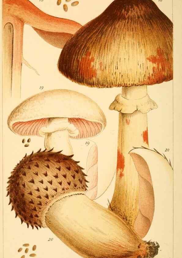 Reproducción/Reproduction 8379453957: British edible fungi :. London :K. Paul, Trench, Trbner,1891.