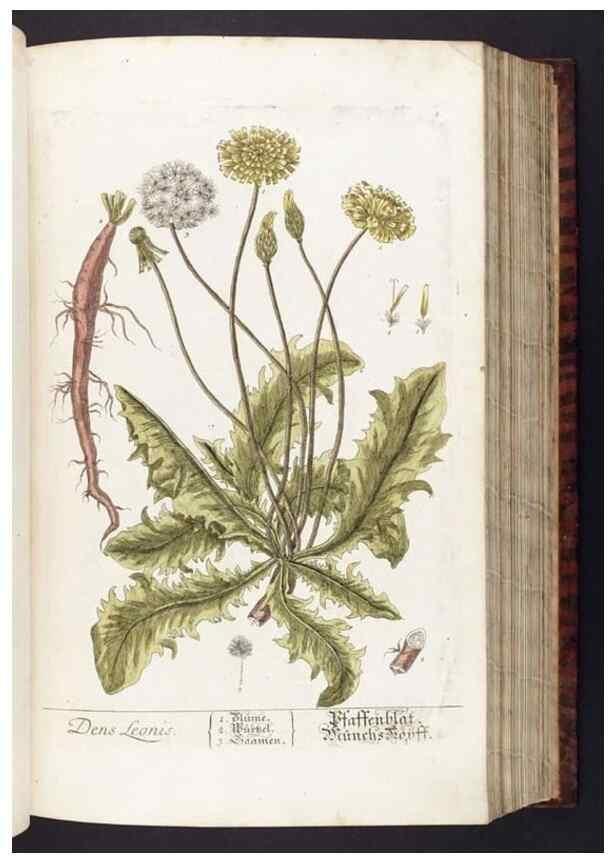 Reproducción/Reproduction 8379503997: Herbarium Blackwellianum emendatum et auctum, id est, Elisabethae Blackwell collectio stirpium. Norimbergae : Typis Io. Iosephi Fleischmanni, 1750-1773.