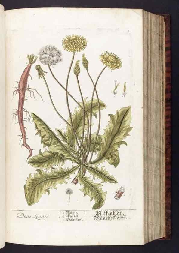 Reproducción/Reproduction 8379503997: Herbarium Blackwellianum emendatum et auctum, id est, Elisabethae Blackwell collectio stirpium. Norimbergae : Typis Io. Iosephi Fleischmanni, 1750-1773.