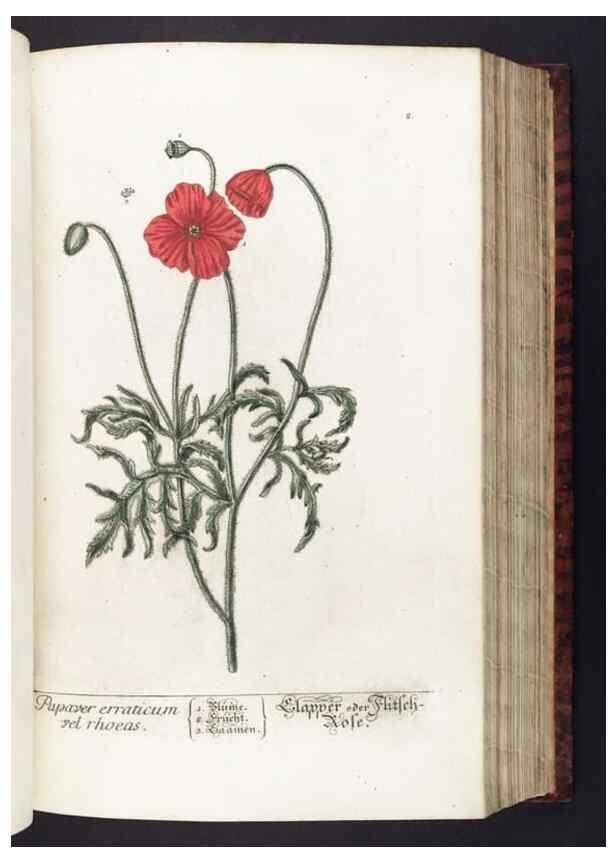 Reproducción/Reproduction 8380584042: Herbarium Blackwellianum emendatum et auctum, id est, Elisabethae Blackwell collectio stirpium. Norimbergae : Typis Io. Iosephi Fleischmanni, 1750-1773.