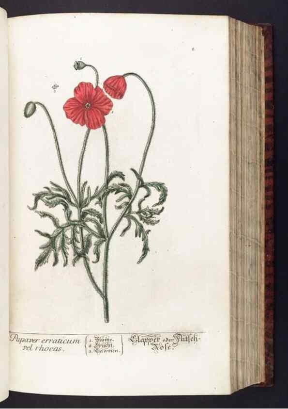Reproducción/Reproduction 8380584042: Herbarium Blackwellianum emendatum et auctum, id est, Elisabethae Blackwell collectio stirpium. Norimbergae : Typis Io. Iosephi Fleischmanni, 1750-1773.