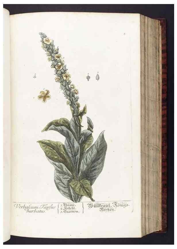 Reproducción/Reproduction 8379504665: Herbarium Blackwellianum emendatum et auctum, id est, Elisabethae Blackwell collectio stirpium. Norimbergae : Typis Io. Iosephi Fleischmanni, 1750-1773.