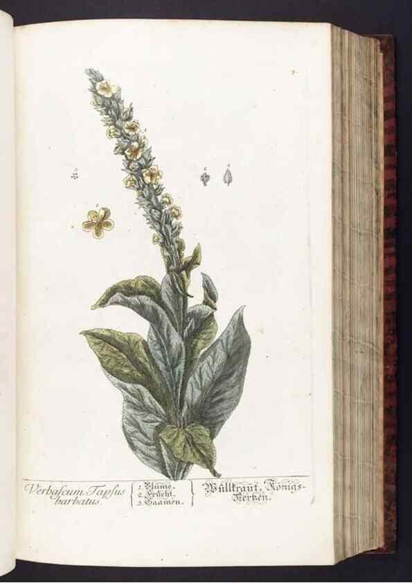 Reproducción/Reproduction 8379504665: Herbarium Blackwellianum emendatum et auctum, id est, Elisabethae Blackwell collectio stirpium. Norimbergae : Typis Io. Iosephi Fleischmanni, 1750-1773.