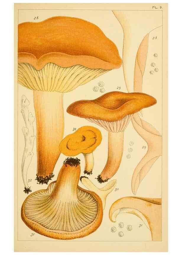 Reproducción/Reproduction 8380509268: British edible fungi :. London :K. Paul, Trench, Trbner,1891.