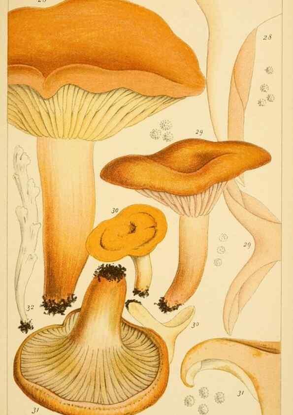 Reproducción/Reproduction 8380509268: British edible fungi :. London :K. Paul, Trench, Trbner,1891.