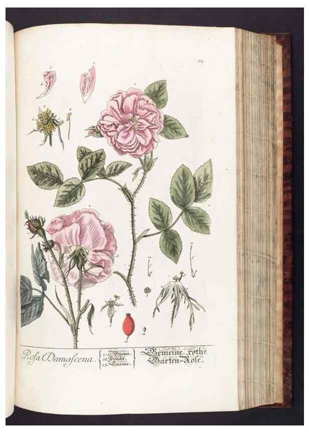Reproducción/Reproduction 8380600728: Herbarium Blackwellianum emendatum et auctum, id est, Elisabethae Blackwell collectio stirpium. Norimbergae : Typis Io. Iosephi Fleischmanni, 1750-1773.