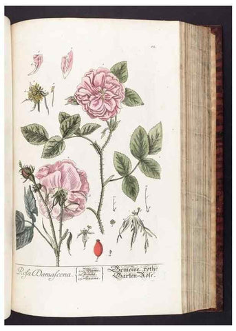 Reproducción/Reproduction 8380600728: Herbarium Blackwellianum emendatum et auctum, id est, Elisabethae Blackwell collectio stirpium. Norimbergae : Typis Io. Iosephi Fleischmanni, 1750-1773.