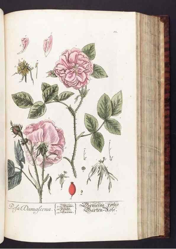 Reproducción/Reproduction 8380600728: Herbarium Blackwellianum emendatum et auctum, id est, Elisabethae Blackwell collectio stirpium. Norimbergae : Typis Io. Iosephi Fleischmanni, 1750-1773.