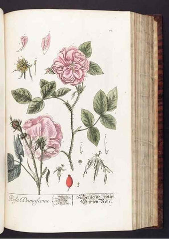 Reproducción/Reproduction 8380600728: Herbarium Blackwellianum emendatum et auctum, id est, Elisabethae Blackwell collectio stirpium. Norimbergae : Typis Io. Iosephi Fleischmanni, 1750-1773.