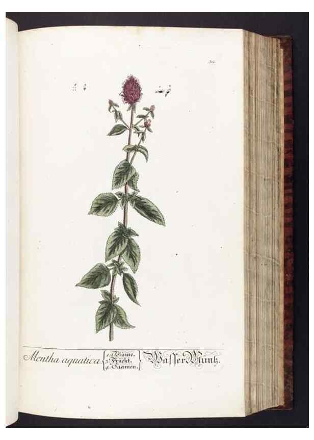 Reproducción/Reproduction 8379510069: Herbarium Blackwellianum emendatum et auctum, id est, Elisabethae Blackwell collectio stirpium. Norimbergae : Typis Io. Iosephi Fleischmanni, 1750-1773.