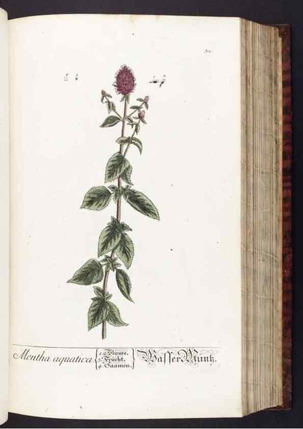 Reproducción/Reproduction 8379510069: Herbarium Blackwellianum emendatum et auctum, id est, Elisabethae Blackwell collectio stirpium. Norimbergae : Typis Io. Iosephi Fleischmanni, 1750-1773.