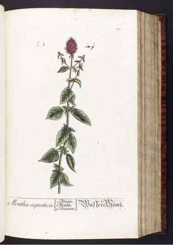 Reproducción/Reproduction 8379510069: Herbarium Blackwellianum emendatum et auctum, id est, Elisabethae Blackwell collectio stirpium. Norimbergae : Typis Io. Iosephi Fleischmanni, 1750-1773.
