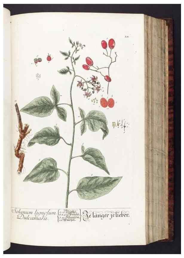 Reproducción/Reproduction 8379510559: Herbarium Blackwellianum emendatum et auctum, id est, Elisabethae Blackwell collectio stirpium. Norimbergae : Typis Io. Iosephi Fleischmanni, 1750-1773.