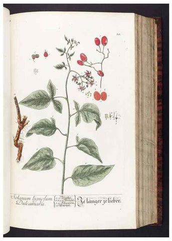 Reproducción/Reproduction 8379510559: Herbarium Blackwellianum emendatum et auctum, id est, Elisabethae Blackwell collectio stirpium. Norimbergae : Typis Io. Iosephi Fleischmanni, 1750-1773.