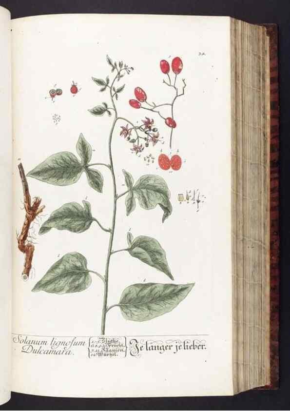 Reproducción/Reproduction 8379510559: Herbarium Blackwellianum emendatum et auctum, id est, Elisabethae Blackwell collectio stirpium. Norimbergae : Typis Io. Iosephi Fleischmanni, 1750-1773.
