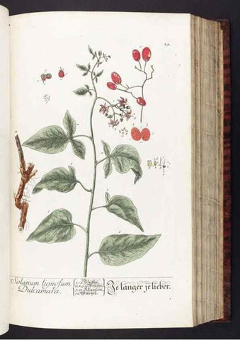 Reproducción/Reproduction 8379510559: Herbarium Blackwellianum emendatum et auctum, id est, Elisabethae Blackwell collectio stirpium. Norimbergae : Typis Io. Iosephi Fleischmanni, 1750-1773.