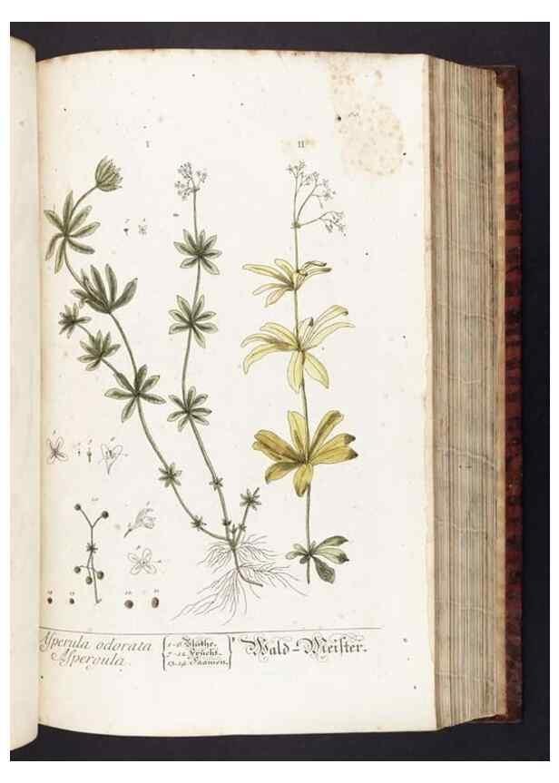 Reproducción/Reproduction 8380596094: Herbarium Blackwellianum emendatum et auctum, id est, Elisabethae Blackwell collectio stirpium. Norimbergae : Typis Io. Iosephi Fleischmanni, 1750-1773.
