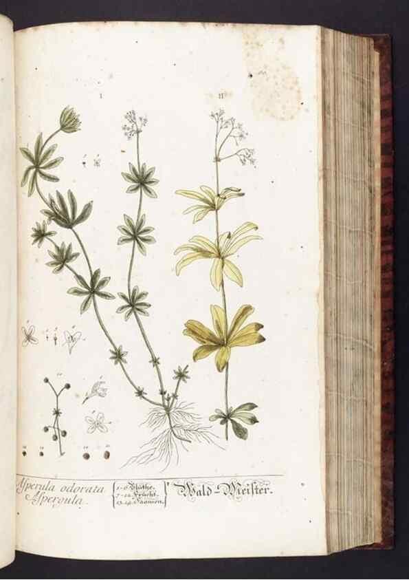 Reproducción/Reproduction 8380596094: Herbarium Blackwellianum emendatum et auctum, id est, Elisabethae Blackwell collectio stirpium. Norimbergae : Typis Io. Iosephi Fleischmanni, 1750-1773.