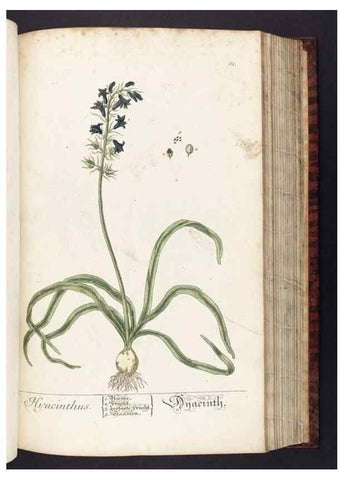 Reproducción/Reproduction 8380596248: Herbarium Blackwellianum emendatum et auctum, id est, Elisabethae Blackwell collectio stirpium. Norimbergae : Typis Io. Iosephi Fleischmanni, 1750-1773.