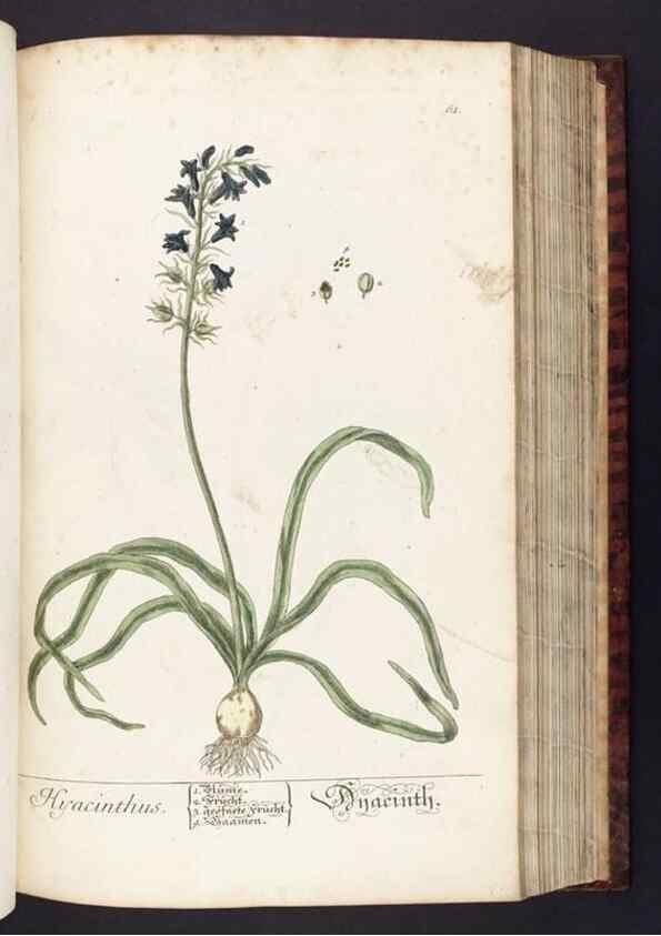 Reproducción/Reproduction 8380596248: Herbarium Blackwellianum emendatum et auctum, id est, Elisabethae Blackwell collectio stirpium. Norimbergae : Typis Io. Iosephi Fleischmanni, 1750-1773.