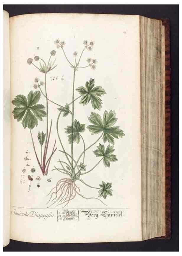 Reproducción/Reproduction 8379516771: Herbarium Blackwellianum emendatum et auctum, id est, Elisabethae Blackwell collectio stirpium. Norimbergae : Typis Io. Iosephi Fleischmanni, 1750-1773.