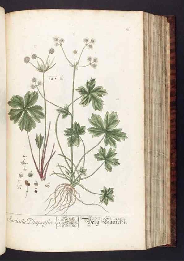 Reproducción/Reproduction 8379516771: Herbarium Blackwellianum emendatum et auctum, id est, Elisabethae Blackwell collectio stirpium. Norimbergae : Typis Io. Iosephi Fleischmanni, 1750-1773.