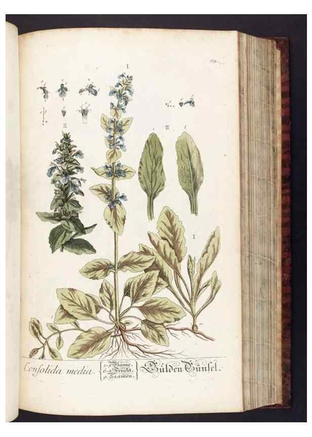 Reproducción/Reproduction 8379517005: Herbarium Blackwellianum emendatum et auctum, id est, Elisabethae Blackwell collectio stirpium. Norimbergae : Typis Io. Iosephi Fleischmanni, 1750-1773.