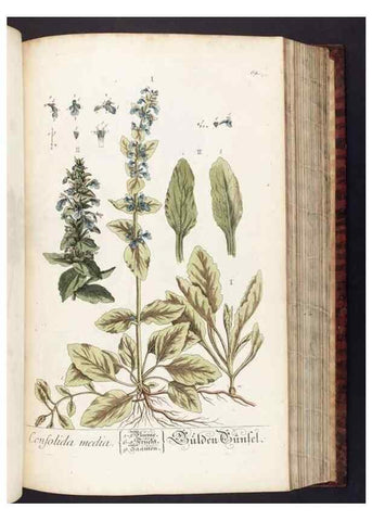 Reproducción/Reproduction 8379517005: Herbarium Blackwellianum emendatum et auctum, id est, Elisabethae Blackwell collectio stirpium. Norimbergae : Typis Io. Iosephi Fleischmanni, 1750-1773.