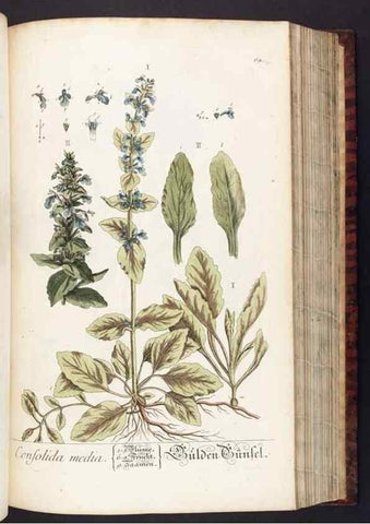 Reproducción/Reproduction 8379517005: Herbarium Blackwellianum emendatum et auctum, id est, Elisabethae Blackwell collectio stirpium. Norimbergae : Typis Io. Iosephi Fleischmanni, 1750-1773.