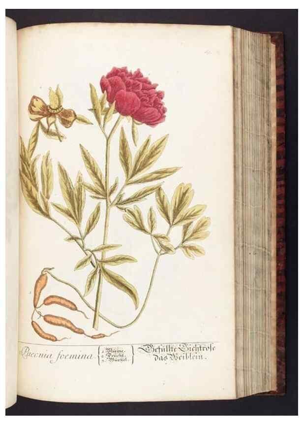Reproducción/Reproduction 8379517157: Herbarium Blackwellianum emendatum et auctum, id est, Elisabethae Blackwell collectio stirpium. Norimbergae : Typis Io. Iosephi Fleischmanni, 1750-1773.