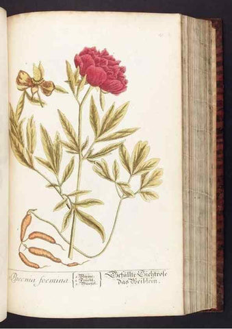 Reproducción/Reproduction 8379517157: Herbarium Blackwellianum emendatum et auctum, id est, Elisabethae Blackwell collectio stirpium. Norimbergae : Typis Io. Iosephi Fleischmanni, 1750-1773.