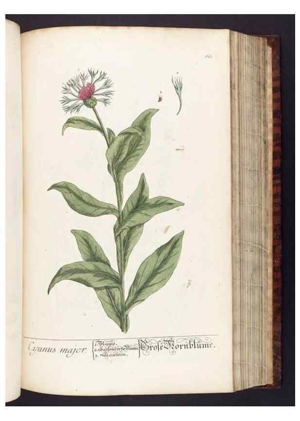Reproducción/Reproduction 8380597218: Herbarium Blackwellianum emendatum et auctum, id est, Elisabethae Blackwell collectio stirpium. Norimbergae : Typis Io. Iosephi Fleischmanni, 1750-1773.