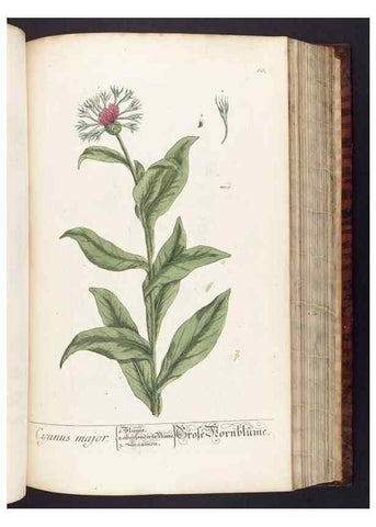 Reproducción/Reproduction 8380597218: Herbarium Blackwellianum emendatum et auctum, id est, Elisabethae Blackwell collectio stirpium. Norimbergae : Typis Io. Iosephi Fleischmanni, 1750-1773.