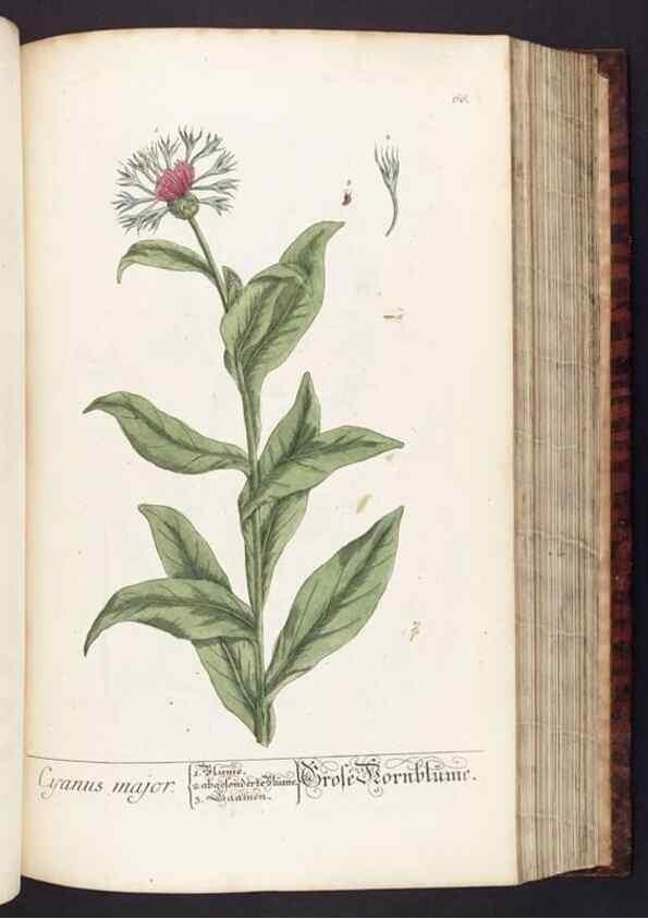 Reproducción/Reproduction 8380597218: Herbarium Blackwellianum emendatum et auctum, id est, Elisabethae Blackwell collectio stirpium. Norimbergae : Typis Io. Iosephi Fleischmanni, 1750-1773.