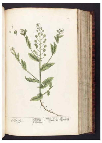 Reproducción/Reproduction 8379517989: Herbarium Blackwellianum emendatum et auctum, id est, Elisabethae Blackwell collectio stirpium. Norimbergae : Typis Io. Iosephi Fleischmanni, 1750-1773.