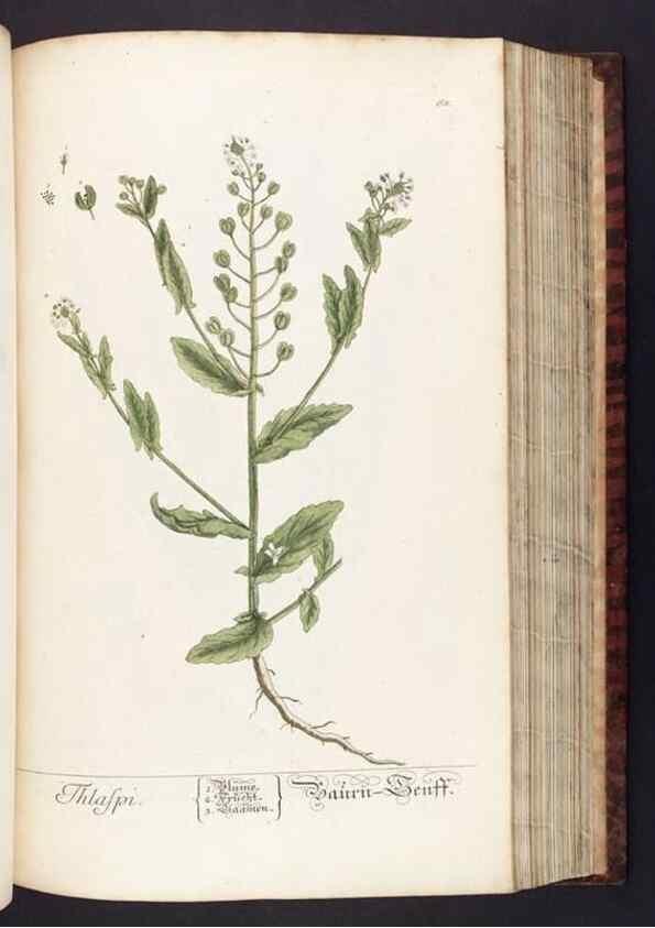 Reproducción/Reproduction 8379517989: Herbarium Blackwellianum emendatum et auctum, id est, Elisabethae Blackwell collectio stirpium. Norimbergae : Typis Io. Iosephi Fleischmanni, 1750-1773.
