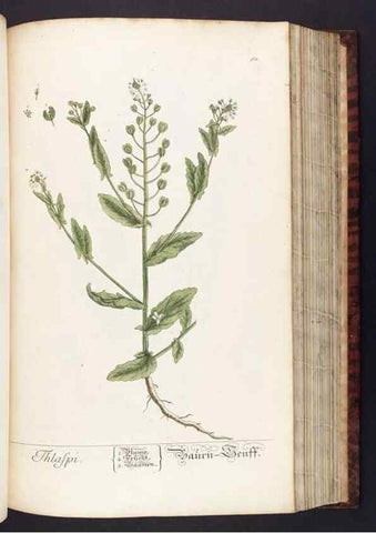 Reproducción/Reproduction 8379517989: Herbarium Blackwellianum emendatum et auctum, id est, Elisabethae Blackwell collectio stirpium. Norimbergae : Typis Io. Iosephi Fleischmanni, 1750-1773.