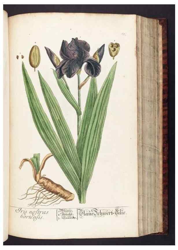 Reproducción/Reproduction 8380597806: Herbarium Blackwellianum emendatum et auctum, id est, Elisabethae Blackwell collectio stirpium. Norimbergae : Typis Io. Iosephi Fleischmanni, 1750-1773.