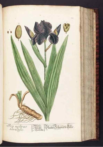 Reproducción/Reproduction 8380597806: Herbarium Blackwellianum emendatum et auctum, id est, Elisabethae Blackwell collectio stirpium. Norimbergae : Typis Io. Iosephi Fleischmanni, 1750-1773.