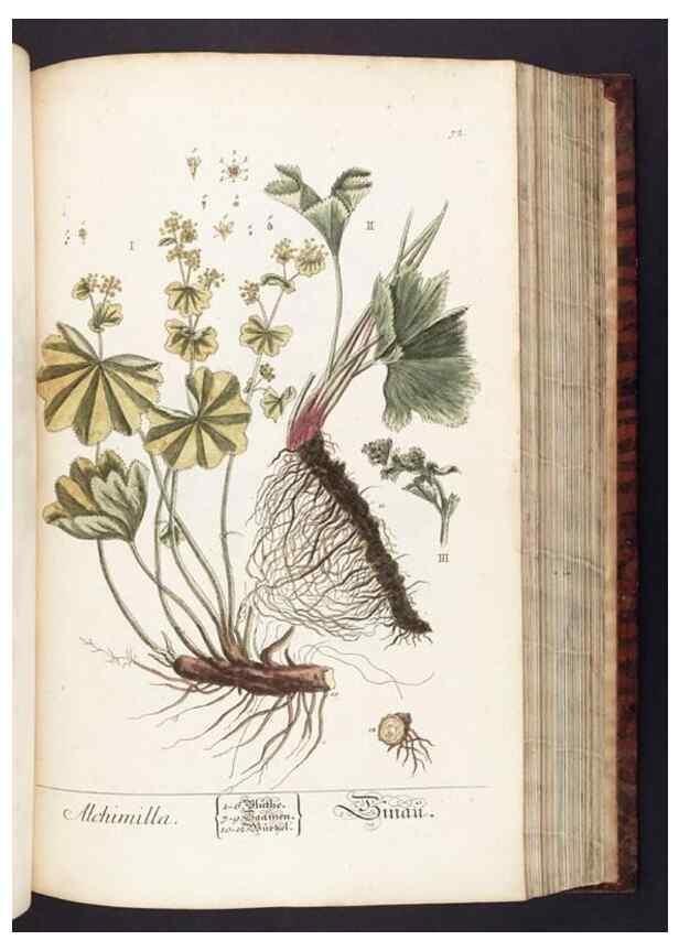 Reproducción/Reproduction 8379518865: Herbarium Blackwellianum emendatum et auctum, id est, Elisabethae Blackwell collectio stirpium. Norimbergae : Typis Io. Iosephi Fleischmanni, 1750-1773.