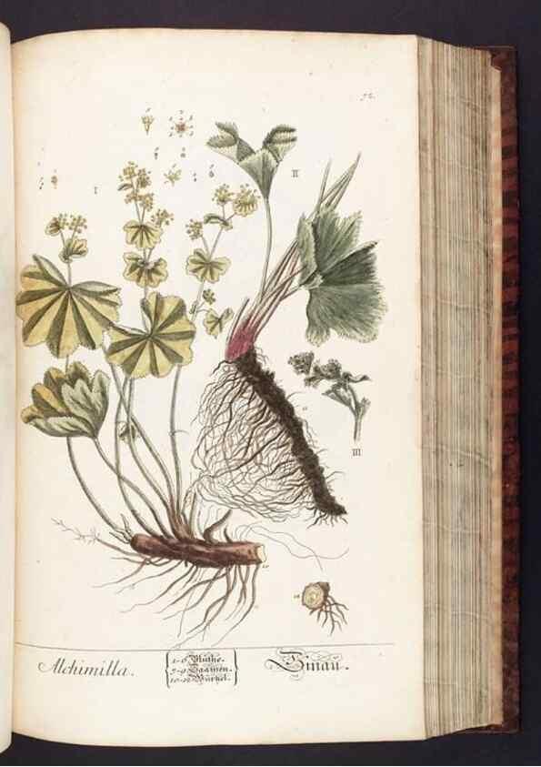 Reproducción/Reproduction 8379518865: Herbarium Blackwellianum emendatum et auctum, id est, Elisabethae Blackwell collectio stirpium. Norimbergae : Typis Io. Iosephi Fleischmanni, 1750-1773.